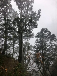 雾中松林山野风光