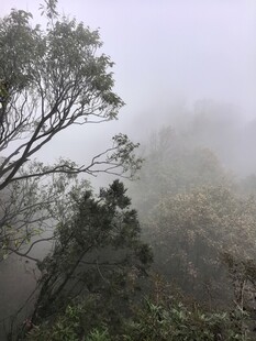 雾漫山林朦胧景致