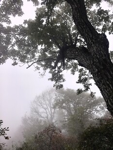 雾中古树朦胧景致
