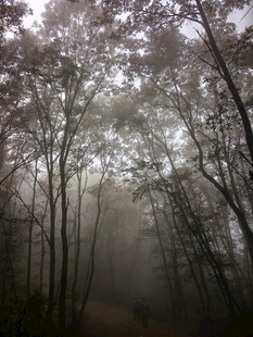 雾天朦胧树林仰拍