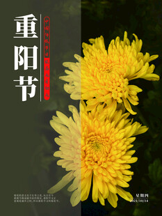 重阳节菊花主题海报
