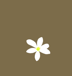 白色的花