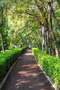 公园林荫步道