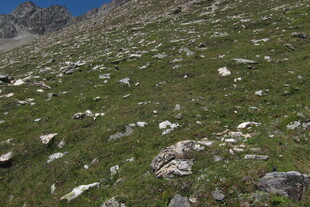 高山草甸碎石坡风光