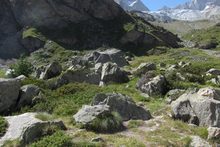 高山草甸山野景观