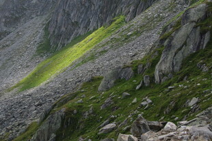 岩壁青苔山野风光