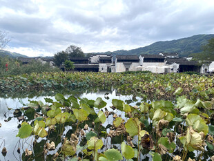 徽派古村荷塘风光