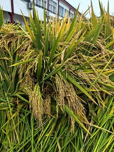 成熟水稻