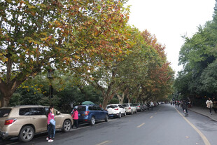 秋日林荫街道街景
