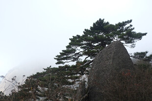 山巅苍松