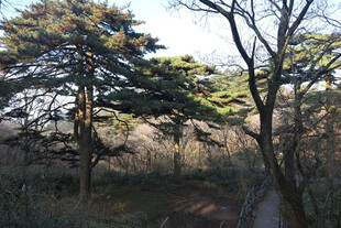 郊野松树林自然景观