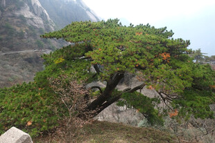 崖边苍劲迎客松