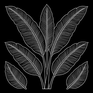 黑白线描芭蕉叶植株