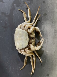 大闸蟹死蟹的真实图展示