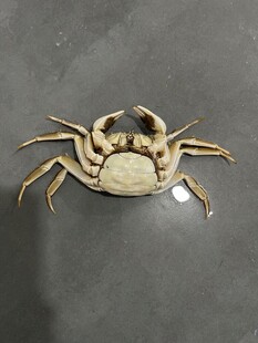 大闸蟹死蟹展示图
