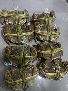 草绳捆扎新鲜大闸蟹