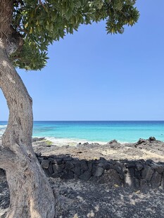 海边的树