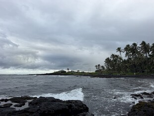 椰子树在海边