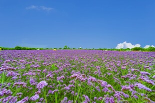 蓝天下唯美紫色花田