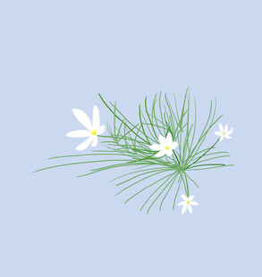 白色花