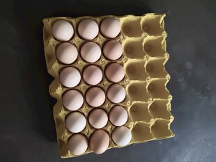 蛋托里的新鲜鸡蛋