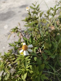 路边的鬼针草