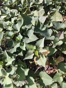 田间茂密红薯叶