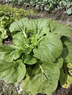 菜园里的新鲜白菜
