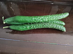 三根新鲜青黄瓜