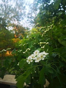 山楂花