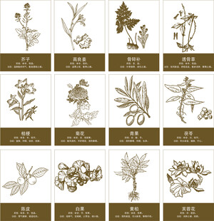 中草药矢量线稿