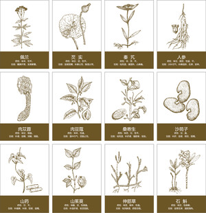 中草药矢量线稿